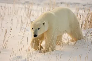 Environmental Prints: Polar bear (Ursus maritimus), Seal River Heritage Lodge, Churchill, Manitoba, Canada