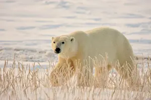 Hudson Bay Prints: Polar bear (Ursus maritimus), Seal River Heritage Lodge, Churchill, Manitoba, Canada