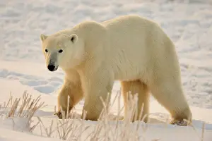 Hudson Bay Prints: Polar bear (Ursus maritimus), Seal River Heritage Lodge, Churchill, Manitoba, Canada