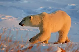Hudson Bay Prints: Polar bear (Ursus maritimus), Seal River Heritage Lodge, Churchill, Manitoba, Canada