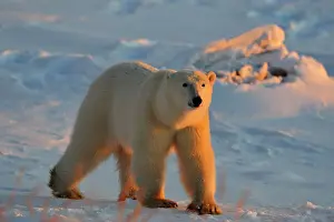 Hudson Bay Prints: Polar bear (Ursus maritimus), Seal River Heritage Lodge, Churchill, Manitoba, Canada