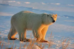 Hudson Bay Prints: Polar bear (Ursus maritimus), Seal River Heritage Lodge, Churchill, Manitoba, Canada
