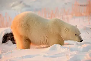 Polar bear (Ursus maritimus), Seal River Heritage Lodge, Churchill, Manitoba, Canada