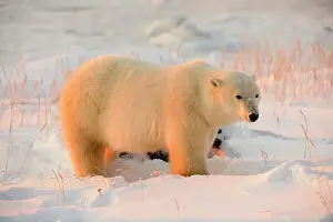 Hudson Bay Prints: Polar bear (Ursus maritimus), Seal River Heritage Lodge, Churchill, Manitoba, Canada
