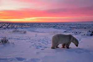 Hudson Bay Prints: Polar bear (Ursus maritimus), Seal River Heritage Lodge, Churchill, Manitoba, Canada