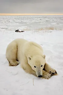 Nanook Prints: Polar bear (Ursus maritimus) Sleeping