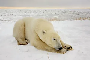 Nanook Prints: Polar bear (Ursus maritimus) Sleeping