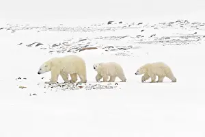 Frozen Tundra Prints: Polar bear (Ursus maritimus) sow and two cubs walking on the frozen tundra along the Hudson Bay coastline Churchill