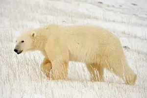 Curious Prints: Polar bear (Ursus maritimus) walking along Hudson Bay coastline