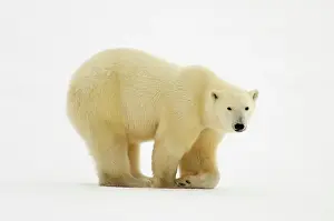 Curious Prints: Polar bear (Ursus maritimus) walking along Hudson Bay coastline