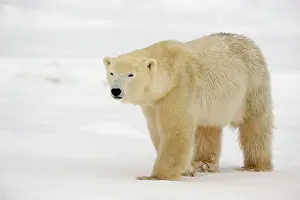 Curious Prints: Polar bear (Ursus maritimus) walking along Hudson Bay coastline