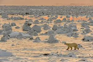 Wandering Prints: Polar bear (Ursus maritimus) walking on newly forming Hudson Bay ice