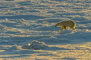 Hudson Bay Prints: Polar Bear (Ursus maritimus) Wandering Hudson Bay coast waiting for sea ice