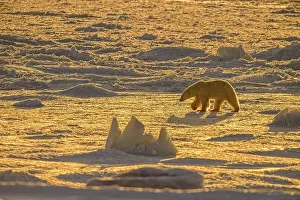 Beauty Prints: Polar Bear (Ursus maritimus) Wandering Hudson Bay coast waiting for sea ice