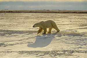 Hudson Bay Prints: Polar Bear (Ursus maritimus) Wandering Hudson Bay coast waiting for sea ice