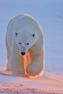Environmental Prints: Polar bear (Ursus maritimus), Wapusk NP, Cape Churchill, Manitoba, Canada