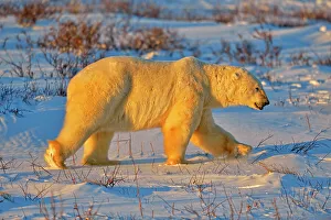 Windy Prints: Polar bear (Ursus maritimus), Wapusk NP, Cape Churchill, Manitoba, Canada
