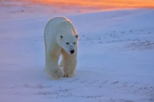 Windy Prints: Polar bear (Ursus maritimus), Wapusk NP, Cape Churchill, Manitoba, Canada
