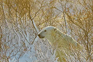 Windy Prints: Polar bear (Ursus maritimus), Wapusk NP, Cape Churchill, Manitoba, Canada