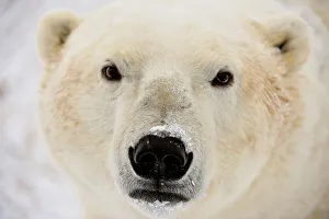 Windy Prints: Polar Bear (Ursus maritimus), Wapusk NP, Cape Churchill, Manitoba, Canada