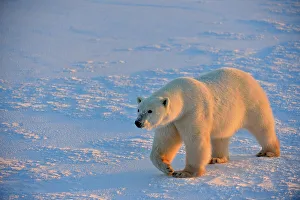 Windy Prints: Polar bear (Ursus maritimus), Wapusk NP, Cape Churchill, Manitoba, Canada