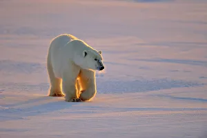 Windy Prints: Polar bear (Ursus maritimus), Wapusk NP, Cape Churchill, Manitoba, Canada