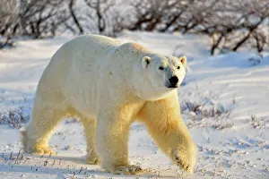 Windy Prints: Polar Bear (Ursus maritimus), Wapusk NP, Cape Churchill, Manitoba, Canada