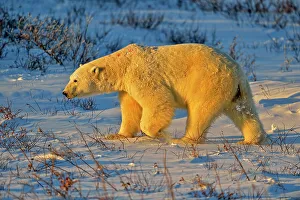Windy Prints: Polar bear (Ursus maritimus), Wapusk NP, Cape Churchill, Manitoba, Canada