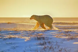 Windy Prints: Polar bear (Ursus maritimus), Wapusk NP, Cape Churchill, Manitoba, Canada