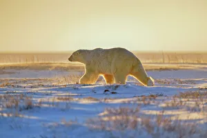 Windy Prints: Polar bear (Ursus maritimus), Wapusk NP, Cape Churchill, Manitoba, Canada
