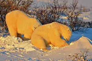 Windy Prints: Polar bear (Ursus maritimus), Wapusk NP, Cape Churchill, Manitoba, Canada