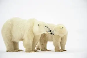 Beauty Prints: Polar Bear (Ursus maritimus) Yearling cubs with mother close by