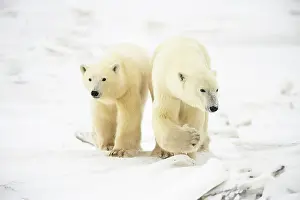 Arctic Animal Prints: Polar Bear (Ursus maritimus) Yearling cubs with mother close by