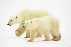 Beauty Prints: Polar Bear (Ursus maritimus) Yearling cubs with mother close by