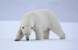 Svalbard Prints: Polar bear walking in snow, Spitsbergen, Svalbard, Arctic, Norway