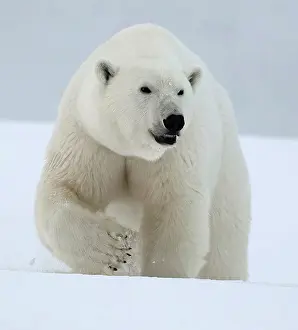 Mammals Prints: Polar bear walking in snow, Spitsbergen, Svalbard, Arctic, Norway