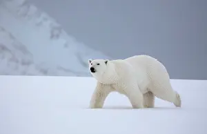 Svalbard Prints: Polar bear walking in snow, Spitsbergen, Svalbard, Arctic, Norway