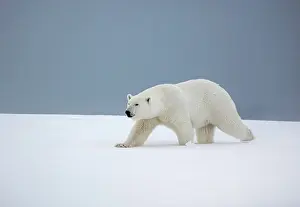 Svalbard Prints: Polar bear walking in snow, Spitsbergen, Svalbard, Arctic, Norway