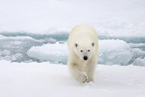 Greenland Prints: A polar bear walks on the ice near Greenland