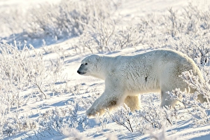 Churchill Prints: A polar bear walks in the icy frost tundra in Churchill, Manitoba, Canada