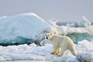 Sea Ice Prints: A polar bear walks on the sea ice near Greenland in the HIgh Arctic