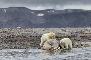 Svalbard Prints: Polar bear in Western Spitsbergen, Svalbard, Norway