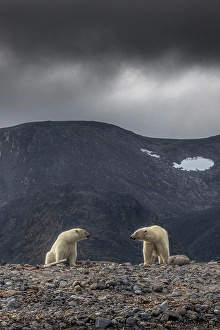 Svalbard Prints: Polar bear in Western Spitsbergen, Svalbard, Norway