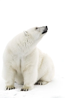 Sea Ice Prints: A polar bear in the white of the frozen Arctic Ocean, Svalbard, Norway