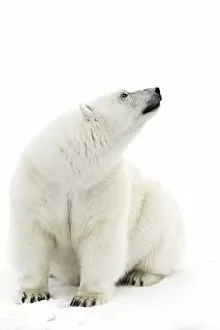 Images Dated 25th January 2016: A polar bear in the white of the frozen Arctic Ocean, Svalbard, Norway