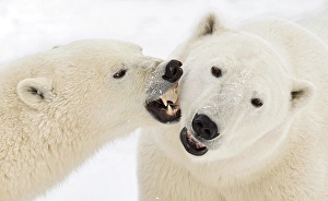 Polar Bears Prints: Polar bears sparring in Churchill, Manitoba, Canada