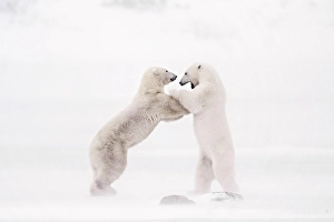 Snowstorm Prints: Polar bears sparring in a snowstorm in Churchill, Manitoba, Canada