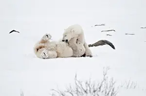 Polar bears sparring Ursus maritimus on frozen tundra Churchill, Manitoba, Canada
