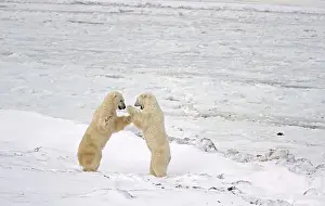 Frozen Tundra Prints: Polar bears sparring (Ursus maritimus) on frozen tundra along the Hudson Bay Coast Churchill