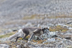 Svalbard Prints: Polar fox, vulpes lagopus, in Spitsbergen, Svalbard, Norway